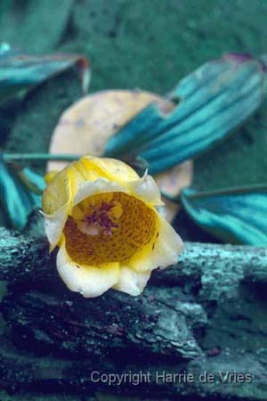 Tricyrtis macrantha macranthopsis