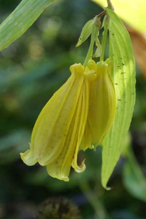 Tricyrtis macrantha macranthopsis