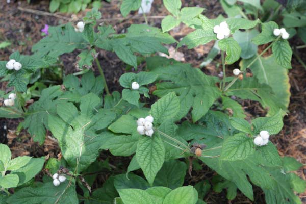 TRIOSTEUM pinnatifidum (rosthornii)