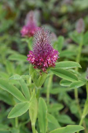 Trifolium rubens