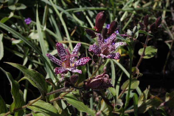 Tricyrtis 'Shimone'