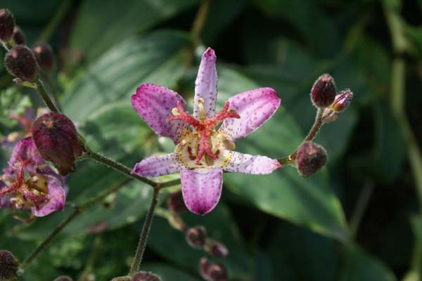 TRICYRTIS 'Taipei Silk'