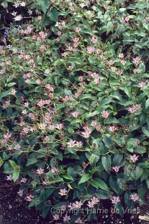 Tricyrtis 'Tojen'