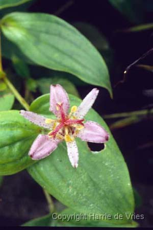 Tricyrtis 'Tojen'