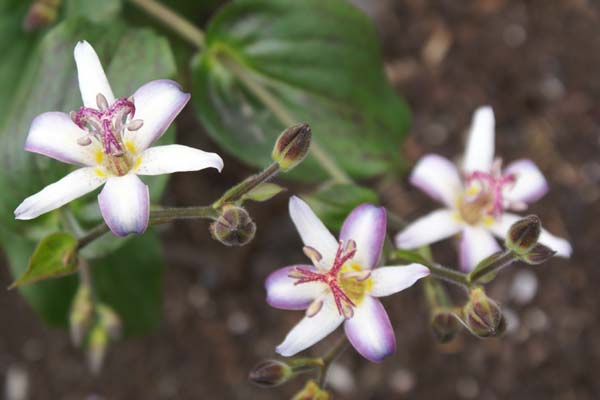 Tricyrtis 'Tojen'