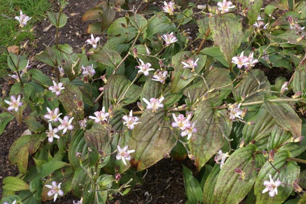 Tricyrtis 'Tojen'