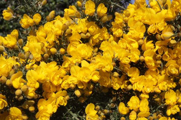 Ulex europaeus 'Flore Pleno'