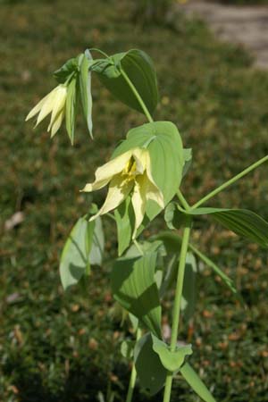 UVULARIA perfoliata