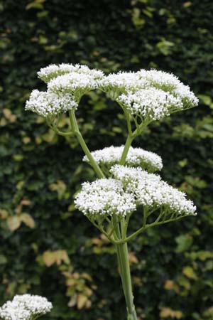 VALERIANA alliariifolia