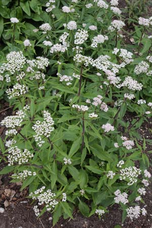 VALERIANA montana