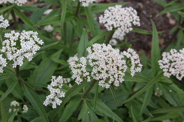 Valeriana montana