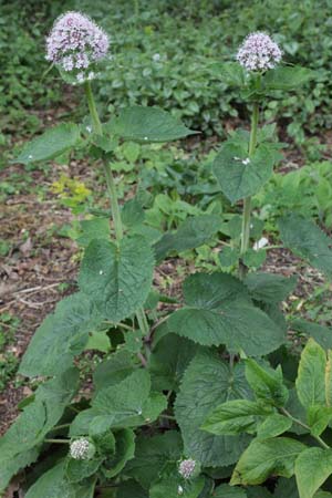 Valeriana pyrenaica