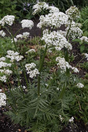 Valeriana wallrothii