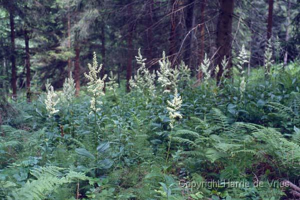 Veratrum album