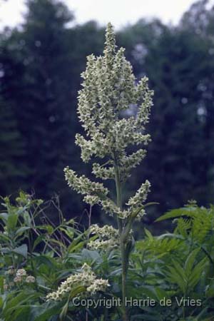 VERATRUM album