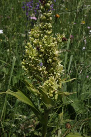 VERATRUM album lobelianum?