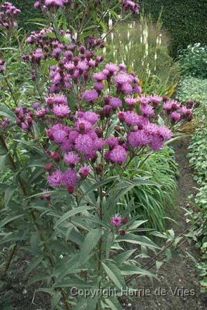 Vernonia angustifolia x missurica (lage vorm)