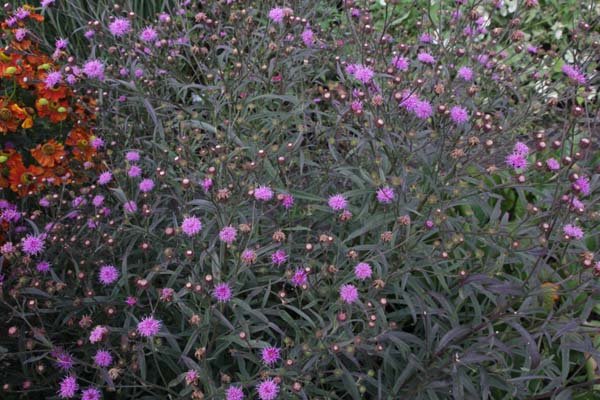 Vernonia angustifolia