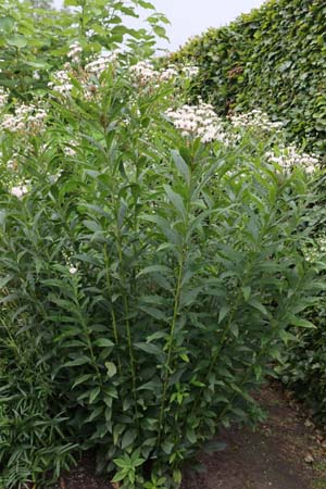 Vernonia 'Speyerer Schneekuppel'