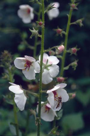 Verbascum blattaria f. albiflorum