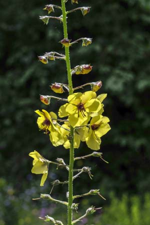 Verbascum blattaria