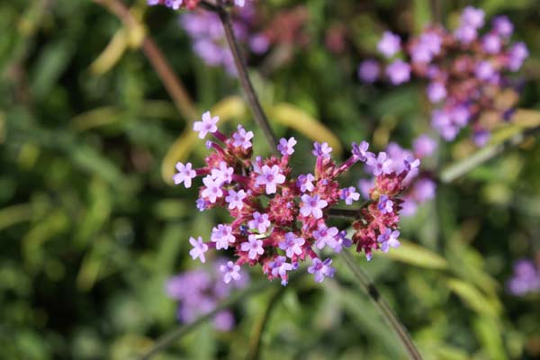 Verbena bonariensis 'Lollipop'