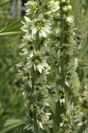 Veratrum californicum