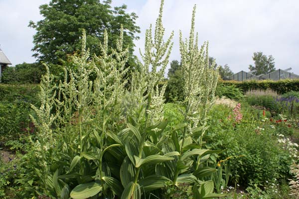 VERATRUM californicum (robuuste vorm)