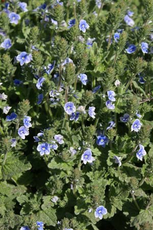 Veronica chamaedrys subsp. vindobonensis