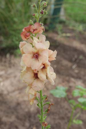 Verbascum 'Cotswold Beauty'