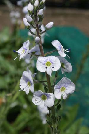 Veronica gentianoides 'Tissington White'