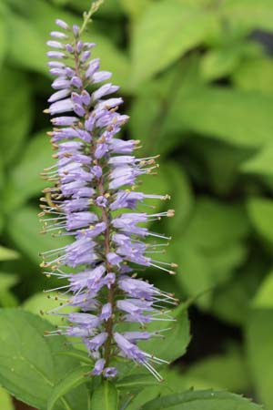 Veronicastrum japonicum