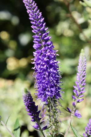 Veronica longifolia (diepblauwe zaailing)