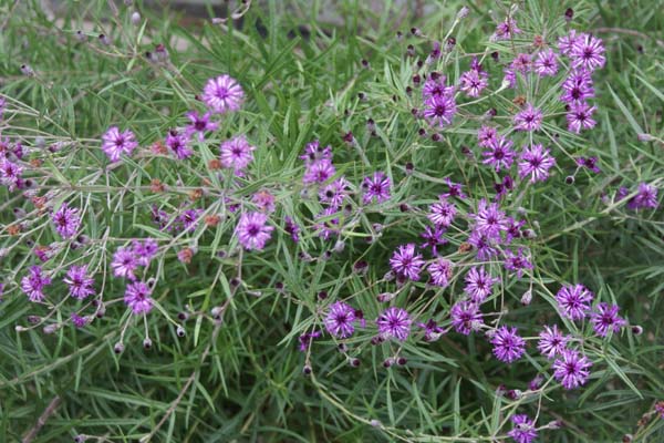 Vernonia lindheimeri