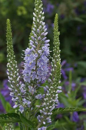 VERONICA longifolia 'Martje'