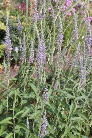 Veronica longifolia 'Blue Indigo'