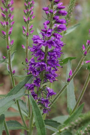 VERONICA longifolia 'Eveline'