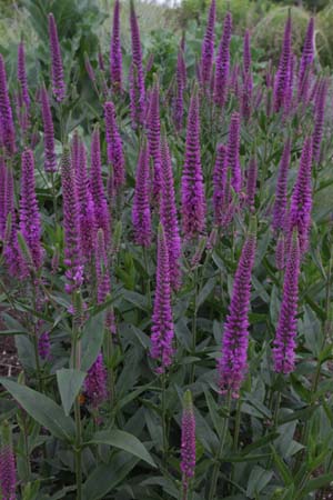 Veronica longifolia 'Purpleicious'