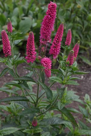 Veronica longifolia 'First Love'