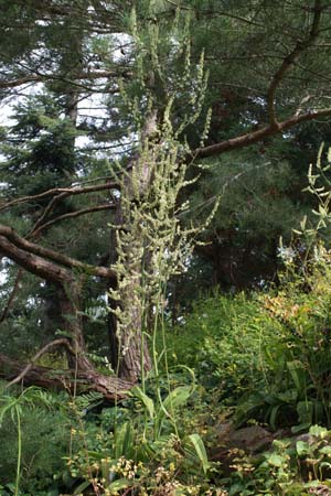 VERATRUM maackii