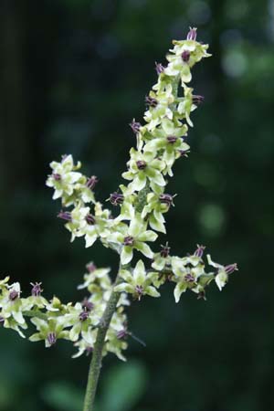 Veratrum maackii