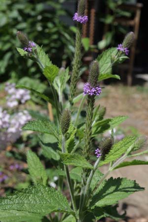 VERBENA macdougalli 'Silver Leaf'