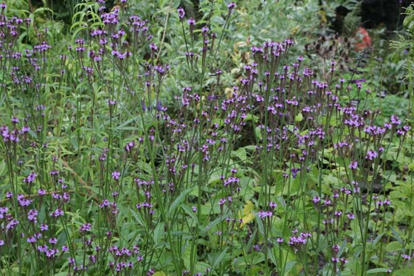 Verbena macdougalii 'Lavender Spires'