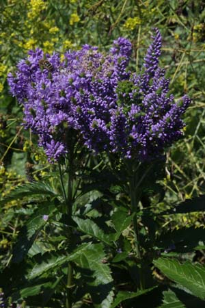 Veronica 'Marissa'