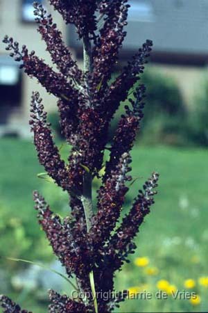 Veratrum nigrum