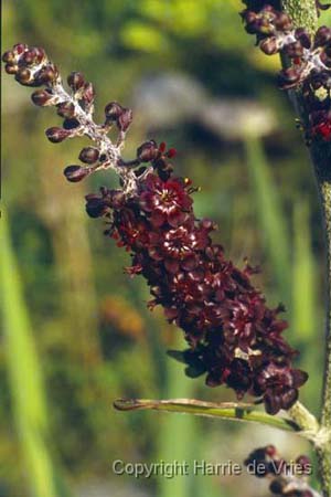 Veratrum nigrum