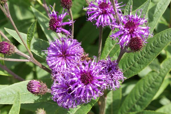 Vernonia noveboracensis