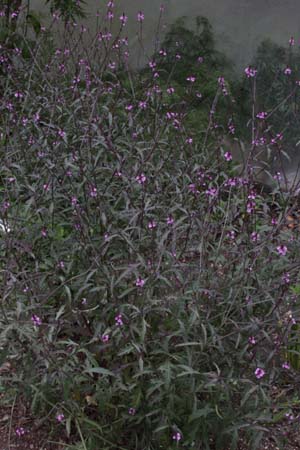 Verbena officinalis var grandiflora 'Bampton'