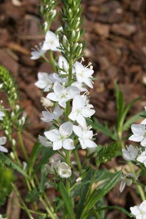 Veronica orientalis 'Purity'