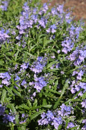 Veronica peduncularis 'Oxford Blue'